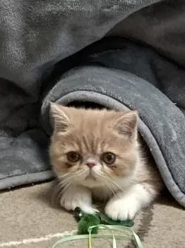 まる 様のお迎えした子猫