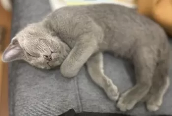 PKRKO 様のお迎えした子猫