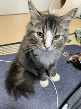 　ベル 様のお迎えした子猫