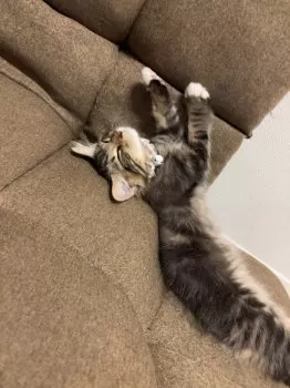 S.T 様のお迎えした子猫