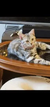 Piano 様のお迎えした子猫