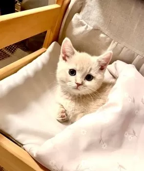 Y 様のお迎えした子猫