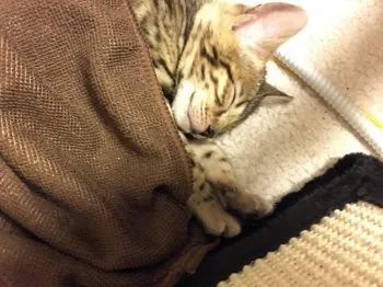 たくみ 様のお迎えした子猫