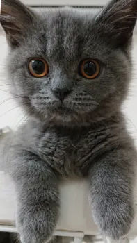 あるそら 様のお迎えした子猫