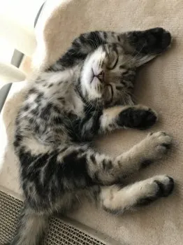 M 様のお迎えした子猫