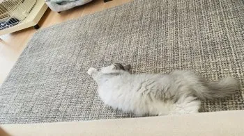 K.A 様のお迎えした子猫