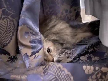 R.M 様のお迎えした子猫