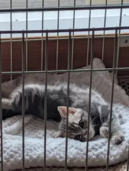 ぴぼー 様のお迎えした子猫