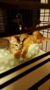 himico 様のお迎えした子猫