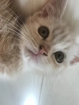 yumimo2 様のお迎えした子猫