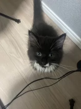 イトウ 様のお迎えした子猫