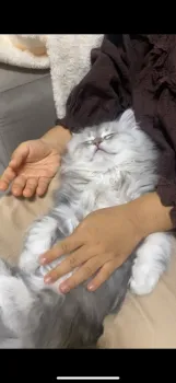 R.K 様のお迎えした子猫