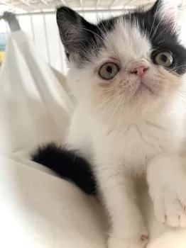 オレオ 様のお迎えした子猫