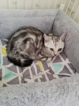 えいしん 様のお迎えした子猫