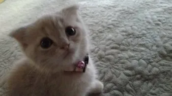 kiyomi 様のお迎えした子猫