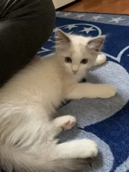 AYA 様のお迎えした子猫