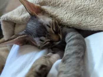 つむはる 様のお迎えした子猫