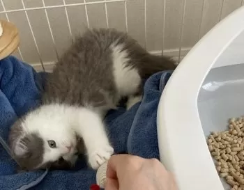 R.A 様のお迎えした子猫