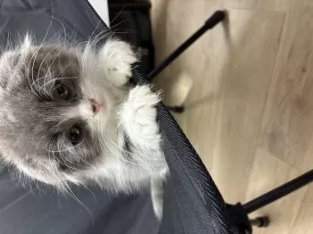 てつ 様のお迎えした子猫