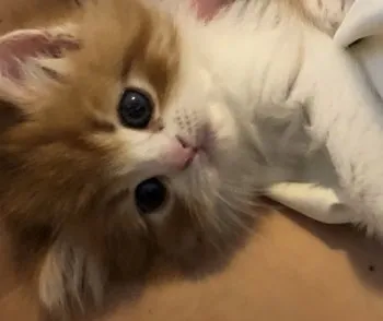 みき 様のお迎えした子猫