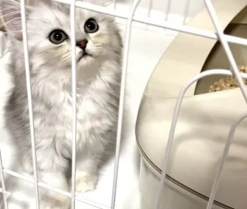 M 様のお迎えした子猫