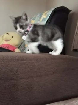 みんママ 様のお迎えした子猫