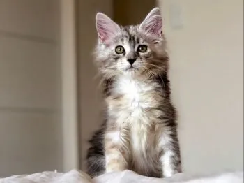 酒井信一郎と猫9匹 様のお迎えした子猫