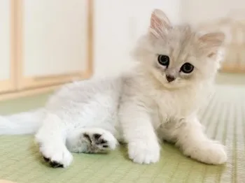 ゆうゆ 様のお迎えした子猫