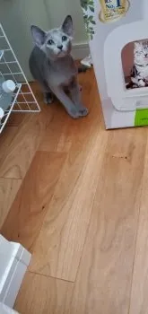 りさこ 様のお迎えした子猫