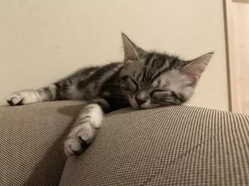 T.A 様のお迎えした子猫