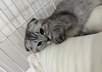 M.Ｉ 様のお迎えした子猫