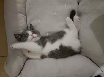 T.U 様のお迎えした子猫