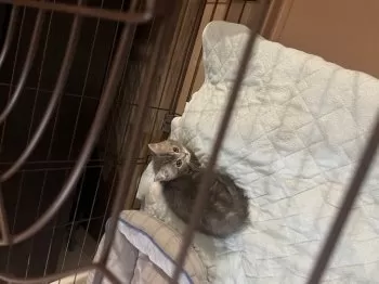 K.K 様のお迎えした子猫