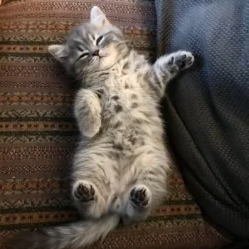 みー 様のお迎えした子猫