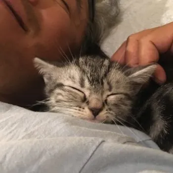 ともら 様のお迎えした子猫