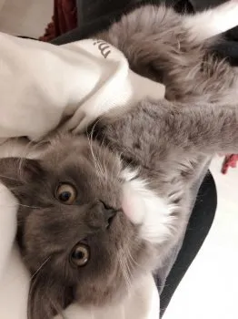 muuko 様のお迎えした子猫