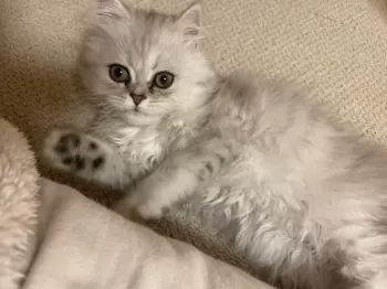 H.Ｉ 様のお迎えした子猫