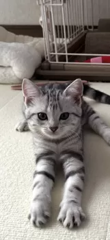 さらまつ 様のお迎えした子猫