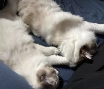 R.O 様のお迎えした子猫