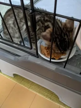 いとう 様のお迎えした子猫