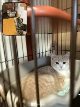 ももこ 様のお迎えした子猫