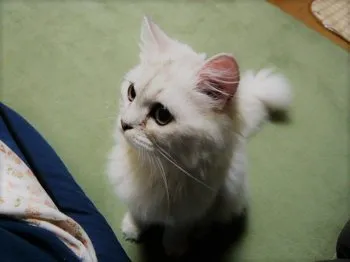 なな子 様のお迎えした子猫