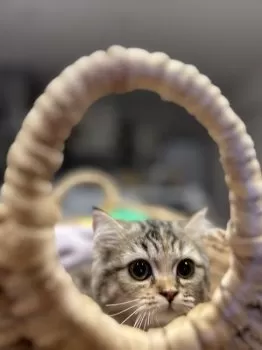 A.S 様のお迎えした子猫