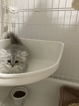 K.U 様のお迎えした子猫