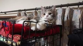 Y.A 様のお迎えした子猫