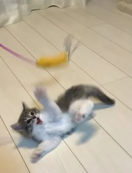 ゆず 様のお迎えした子猫