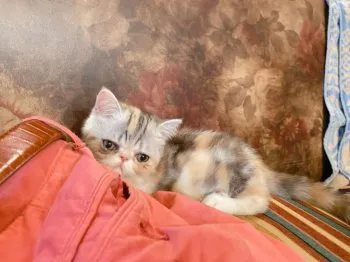 Kei 様のお迎えした子猫