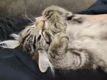 E 様のお迎えした子猫