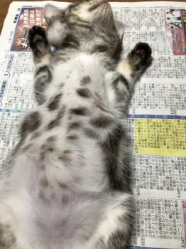 三代目 様のお迎えした子猫