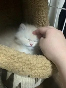 チャイ 様のお迎えした子猫